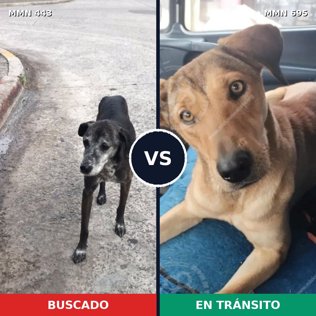 Comparativa MMS 9933: mascota perdida y mascota encontrada, 57% de similitud