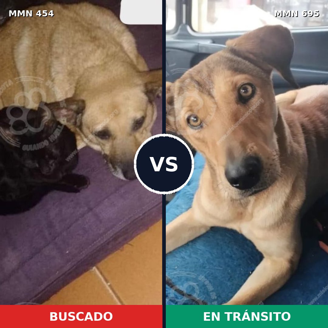 Comparativa MMS 9934: mascota perdida y mascota encontrada, 78% de similitud