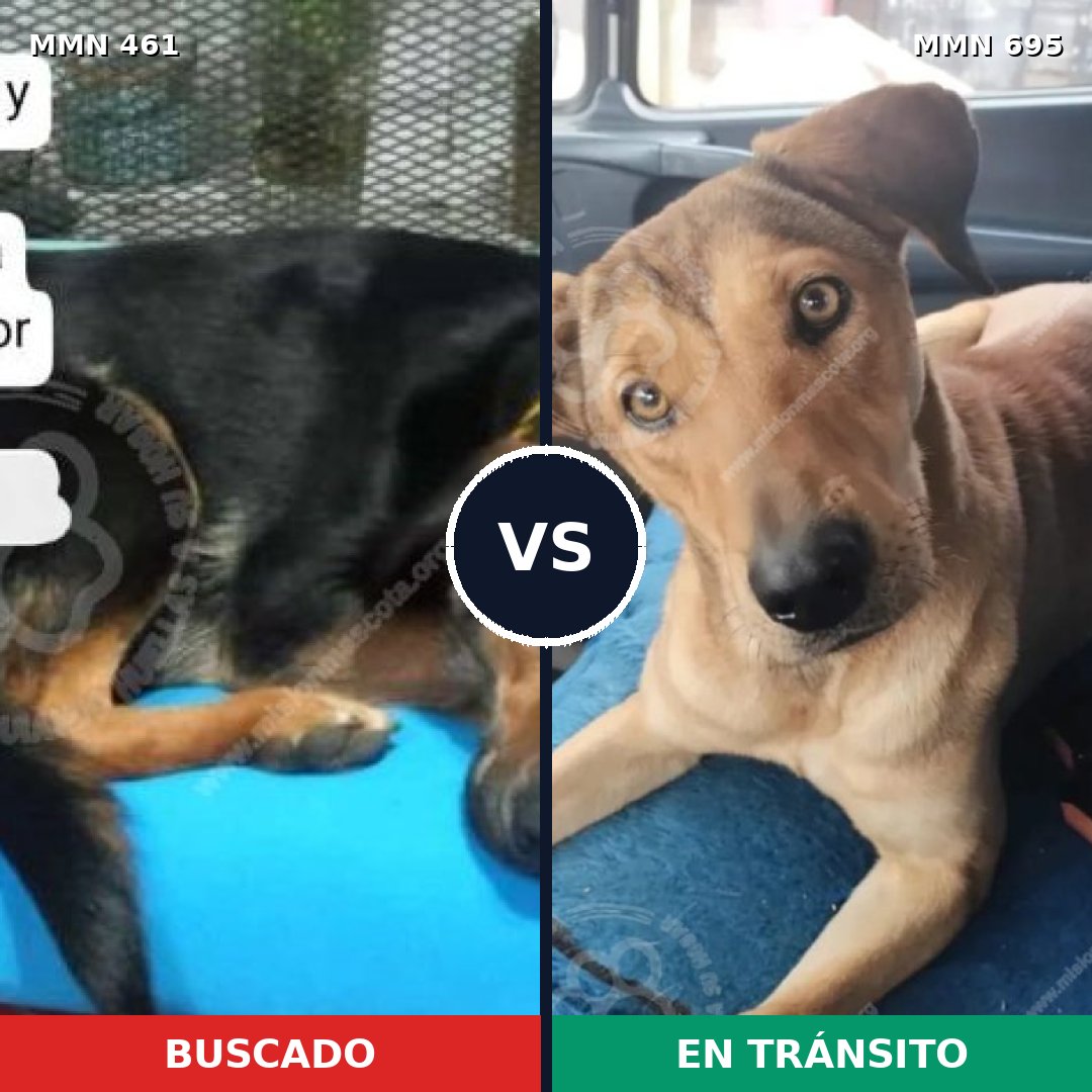 Comparativa MMS 9935: mascota perdida y mascota encontrada, 54% de similitud