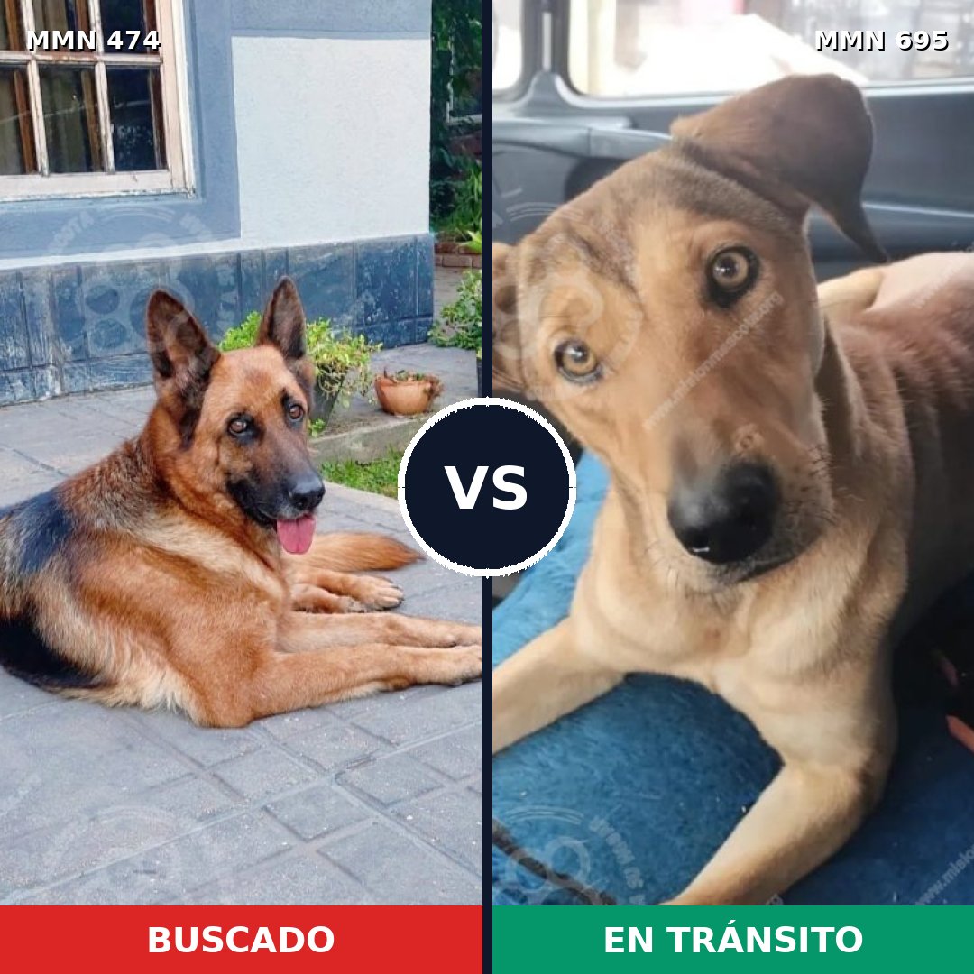 Comparativa MMS 9936: mascota perdida y mascota encontrada, 13% de similitud