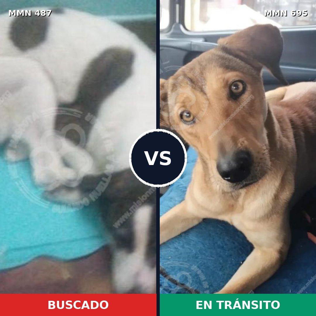 Comparativa MMS 9937: mascota perdida y mascota encontrada, 47% de similitud