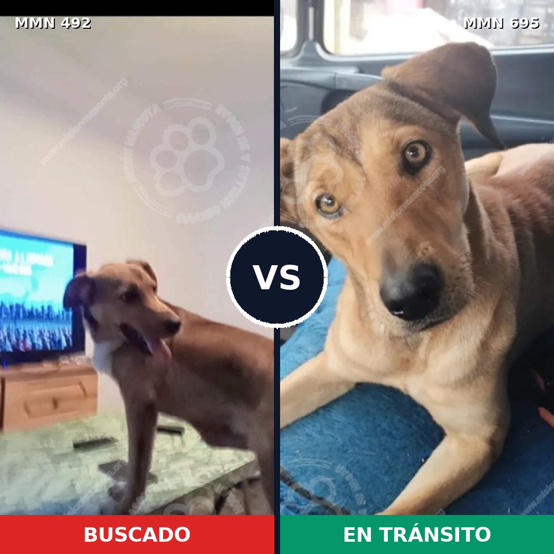 Comparativa MMS 9938: mascota perdida y mascota encontrada, 74% de similitud