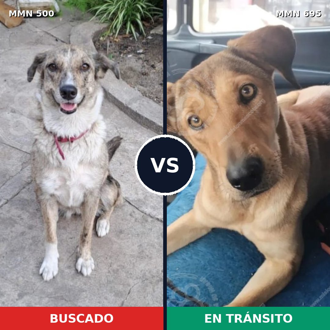 Comparativa MMS 9939: mascota perdida y mascota encontrada, 62% de similitud