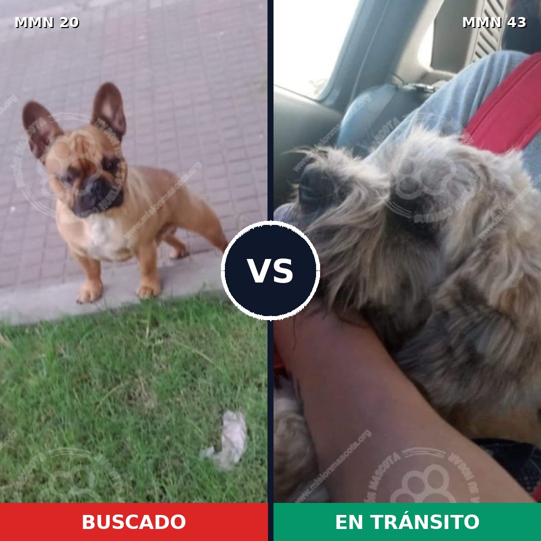 Comparativa MMS 994: mascota perdida y mascota encontrada, 47% de similitud