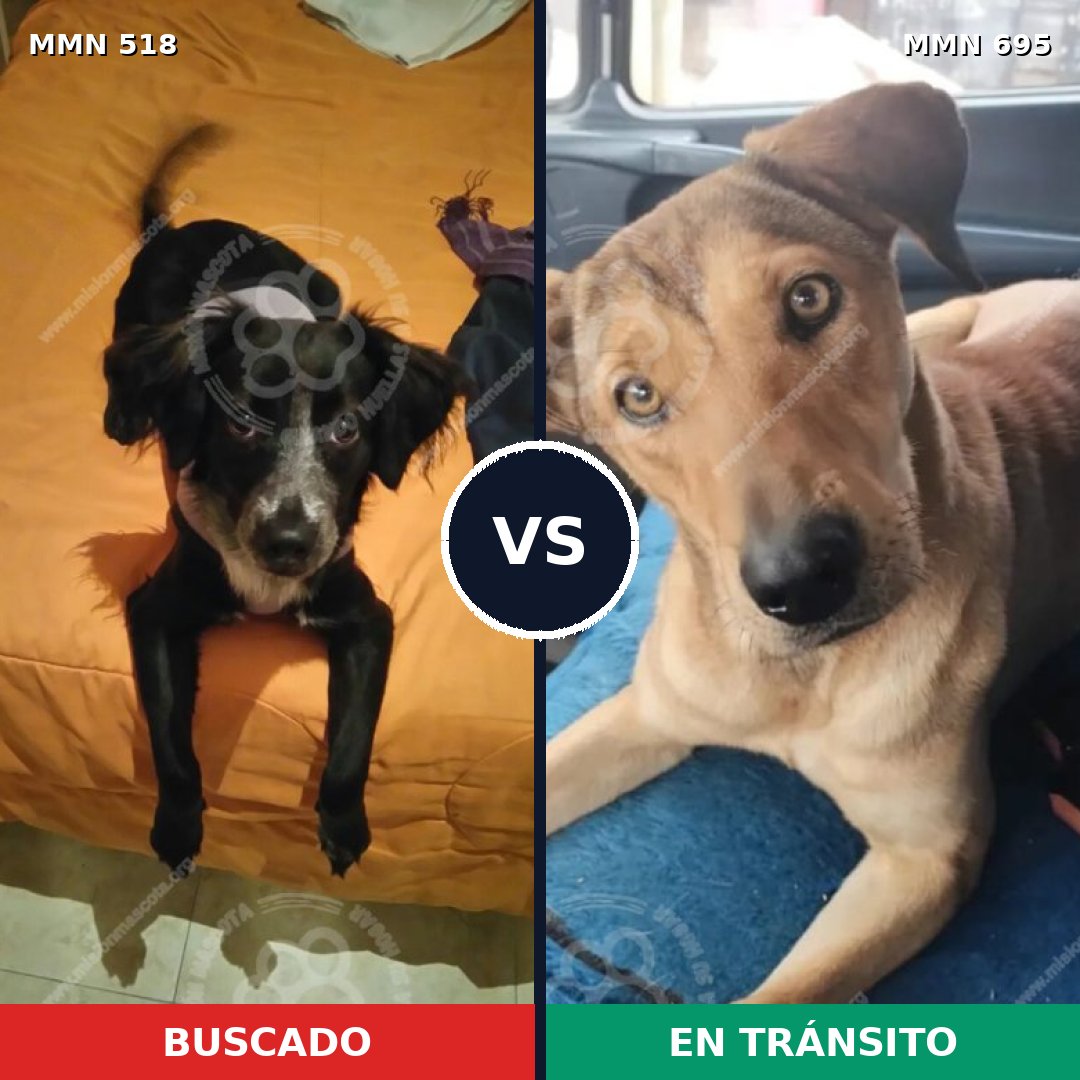 Comparativa MMS 9941: mascota perdida y mascota encontrada, 60% de similitud