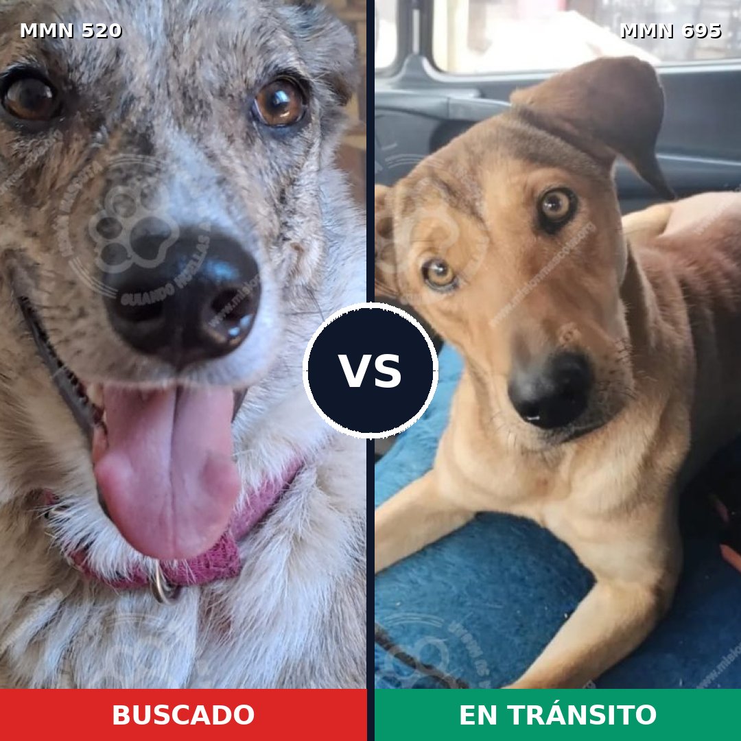 Comparativa MMS 9942: mascota perdida y mascota encontrada, 40% de similitud