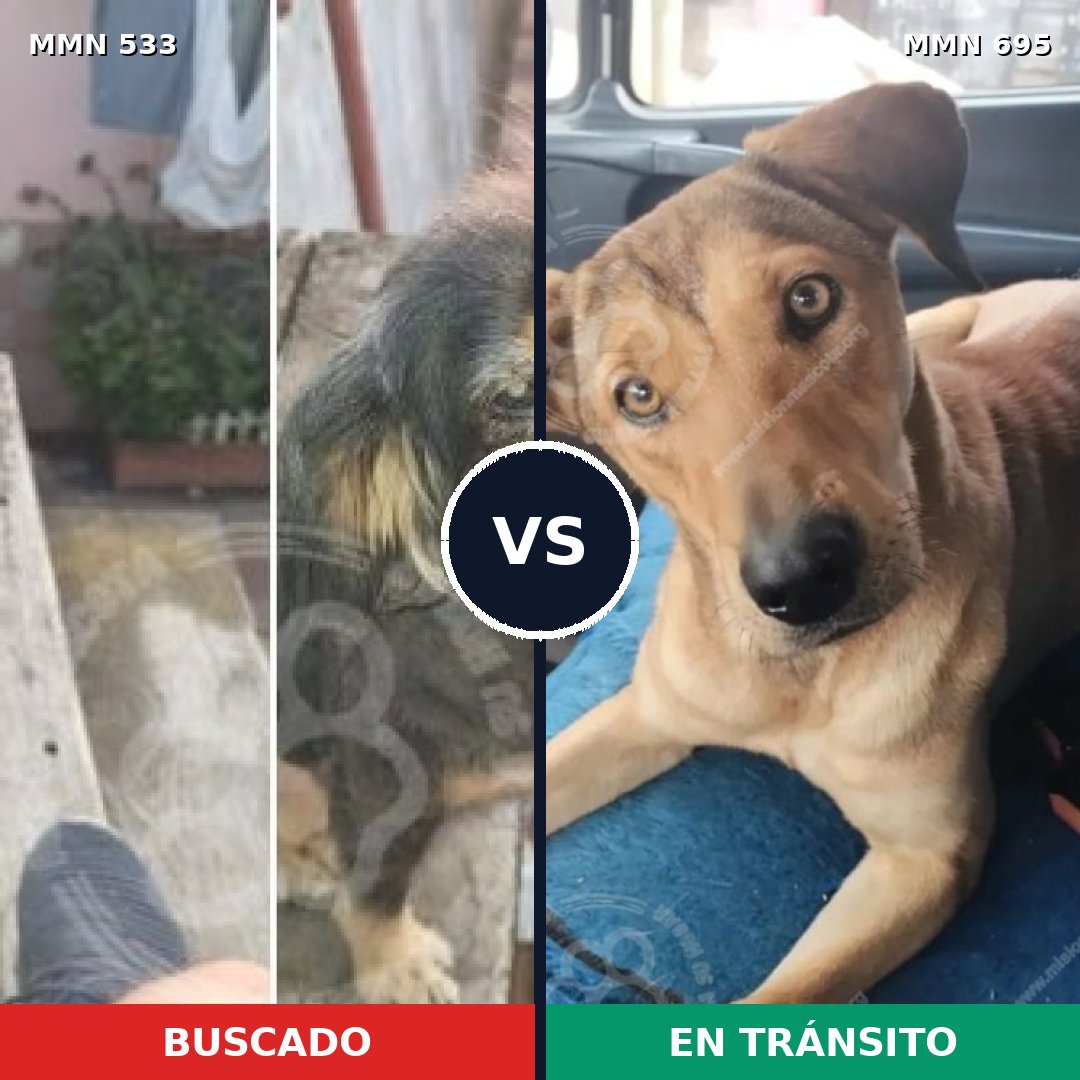 Comparativa MMS 9943: mascota perdida y mascota encontrada, 76% de similitud