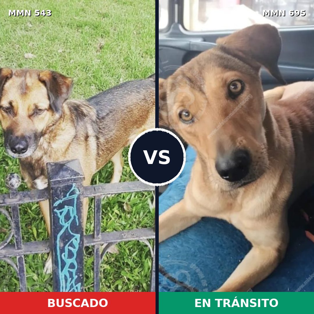 Comparativa MMS 9944: mascota perdida y mascota encontrada, 69% de similitud