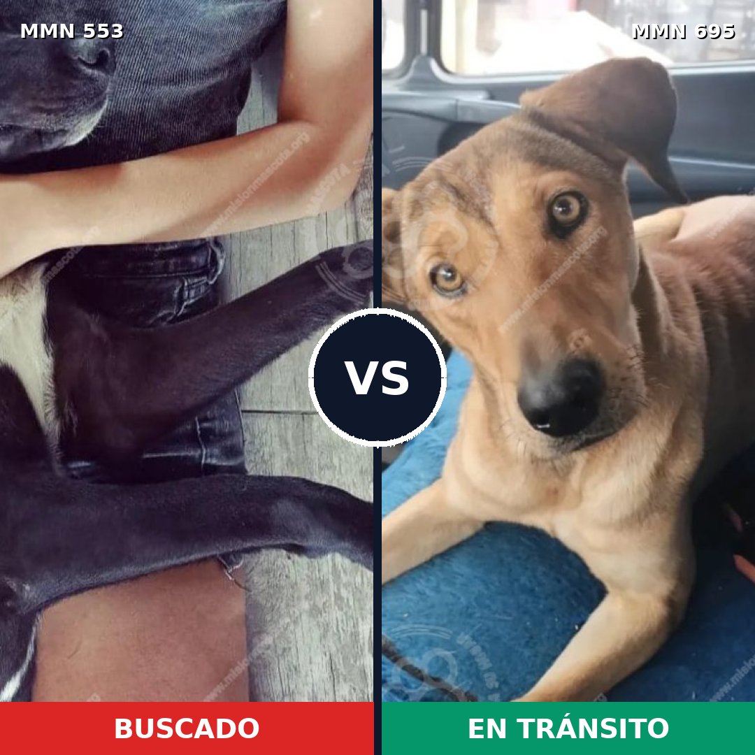 Comparativa MMS 9946: mascota perdida y mascota encontrada, 58% de similitud
