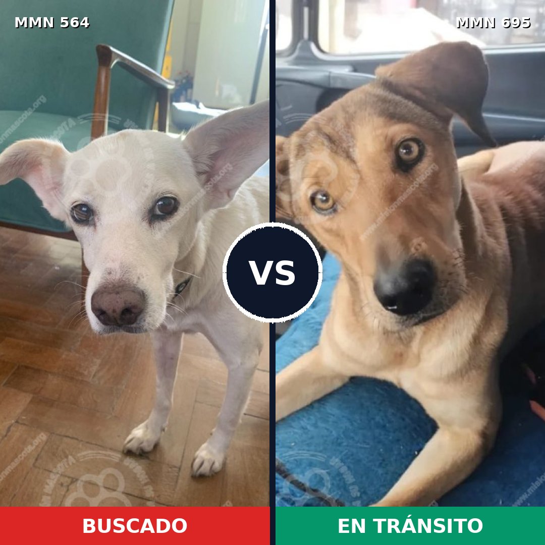 Comparativa MMS 9948: mascota perdida y mascota encontrada, 57% de similitud