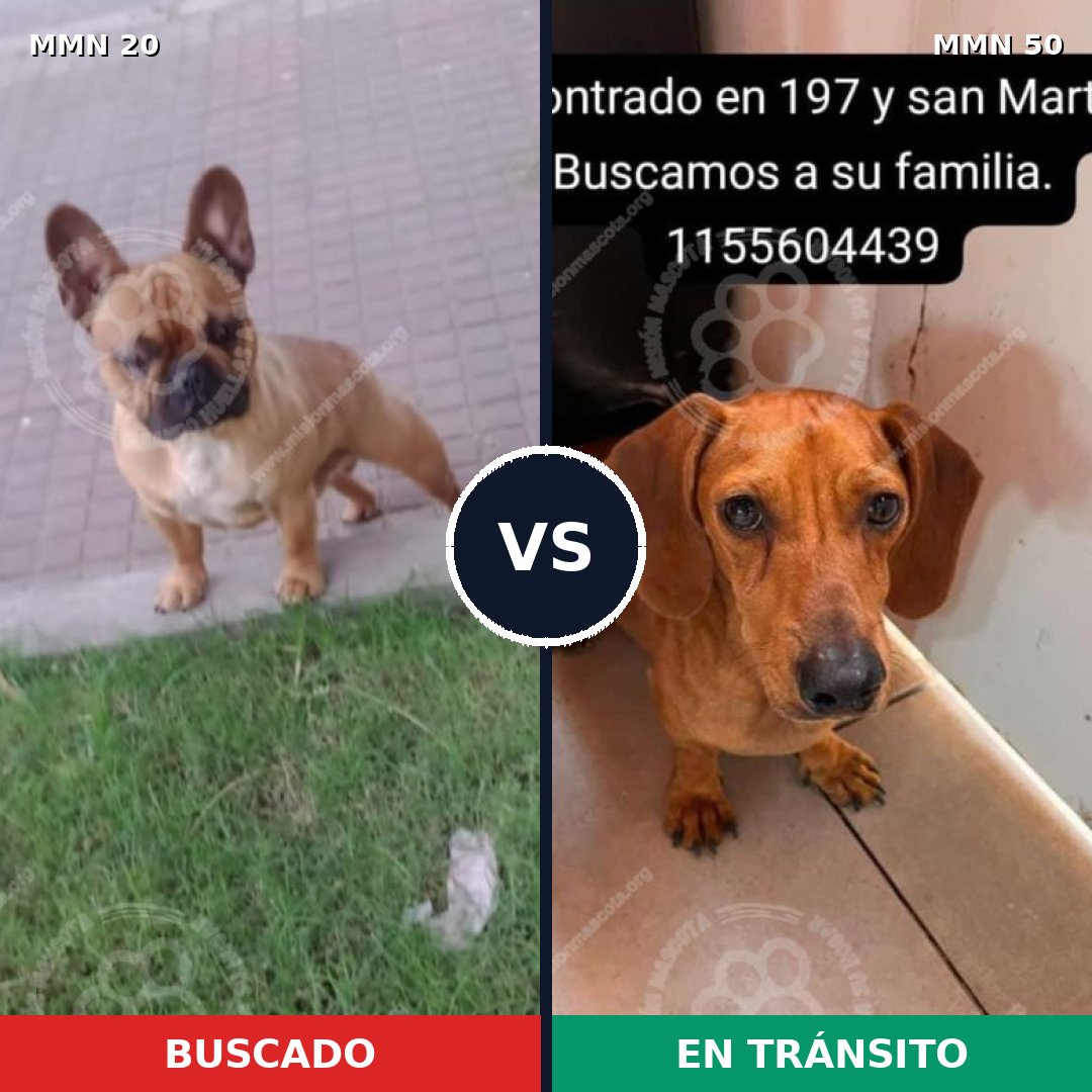 Comparativa MMS 995: mascota perdida y mascota encontrada, 42% de similitud