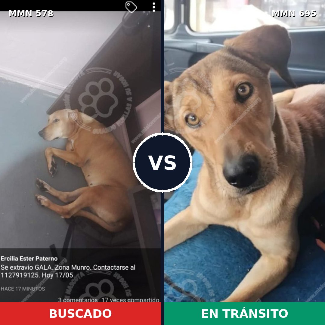 Comparativa MMS 9951: mascota perdida y mascota encontrada, 74% de similitud