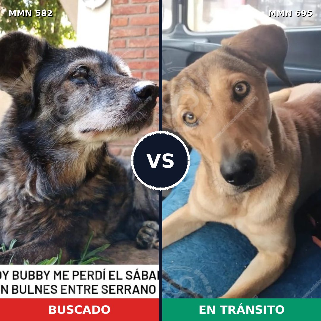 Comparativa MMS 9952: mascota perdida y mascota encontrada, 53% de similitud