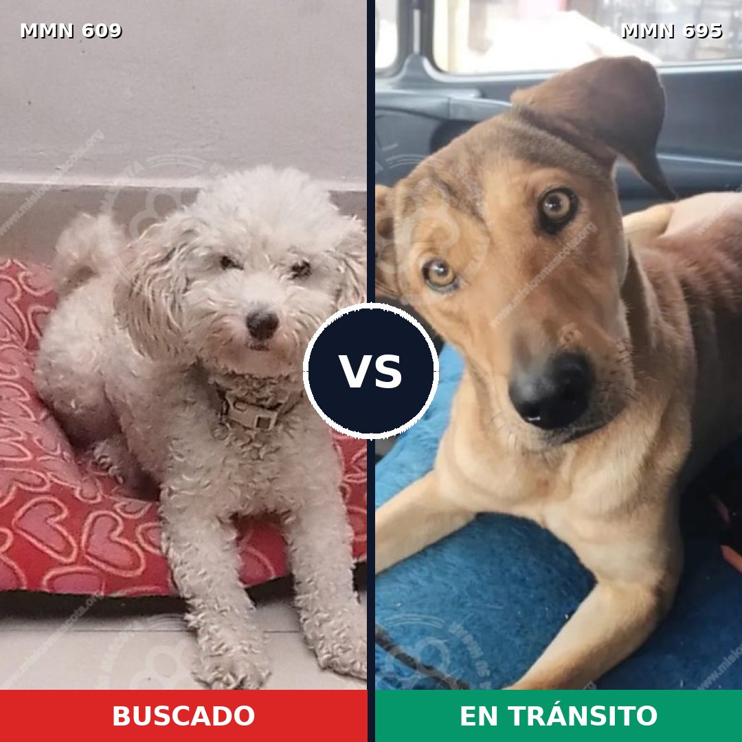 Comparativa MMS 9955: mascota perdida y mascota encontrada, 47% de similitud