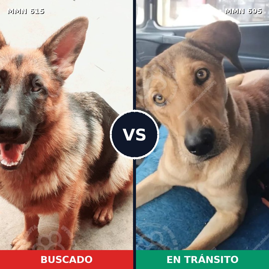 Comparativa MMS 9956: mascota perdida y mascota encontrada, 35% de similitud