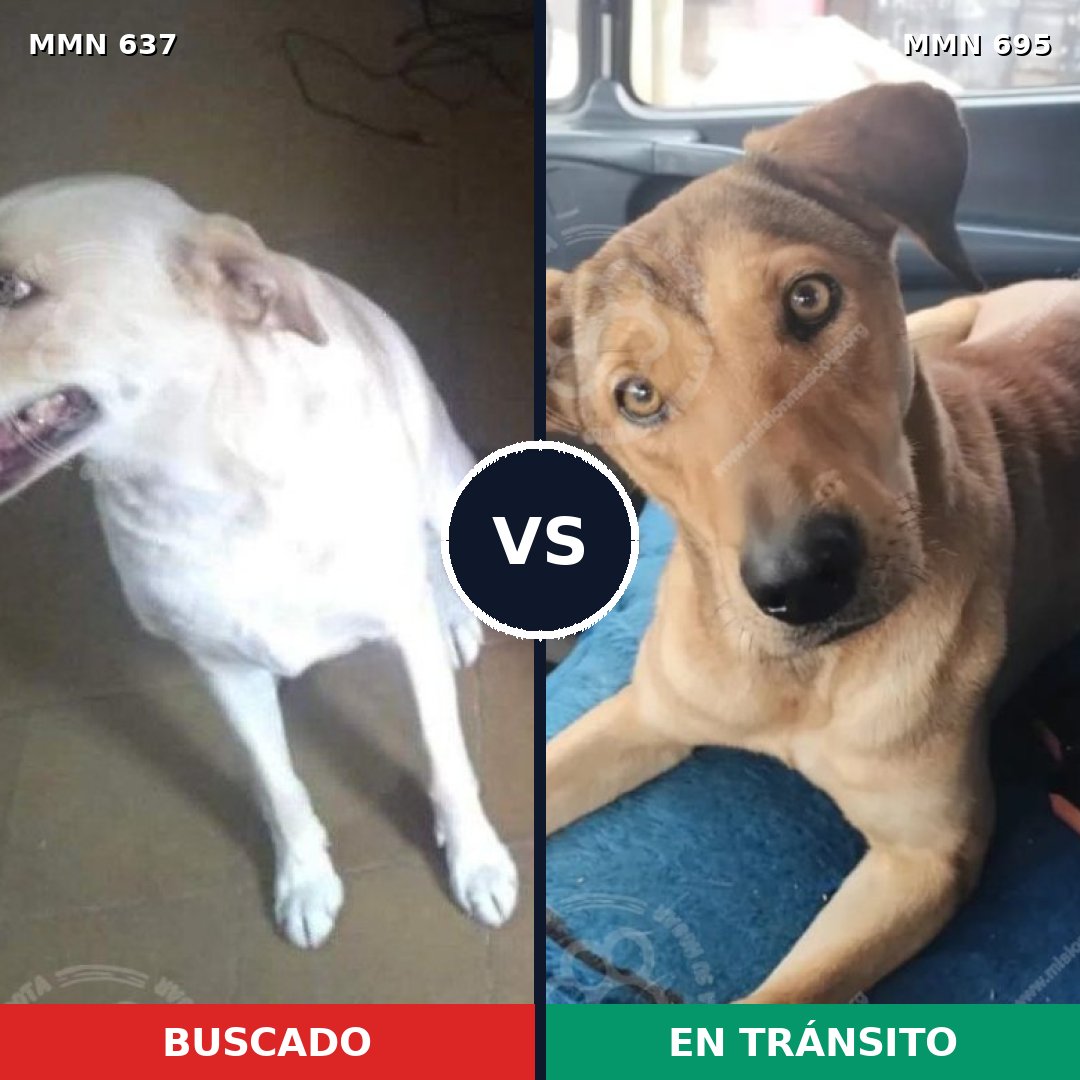 Comparativa MMS 9959: mascota perdida y mascota encontrada, 33% de similitud