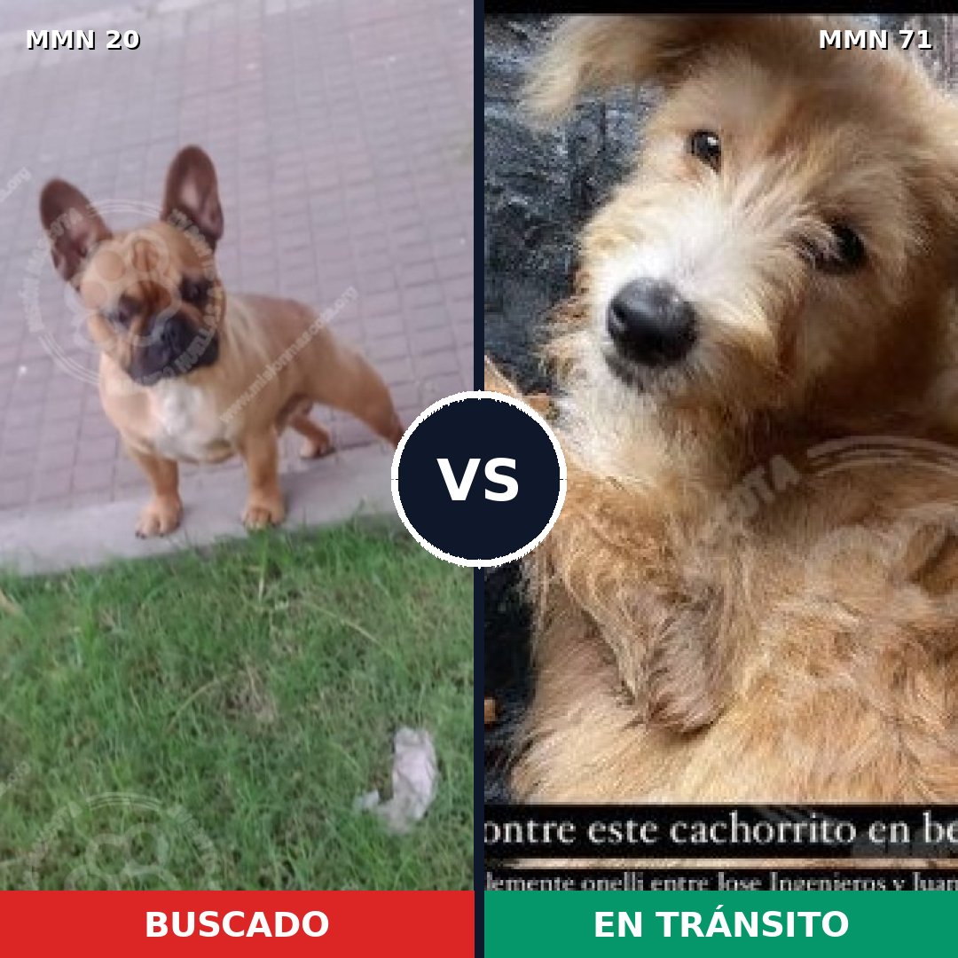Comparativa MMS 996: mascota perdida y mascota encontrada, 34% de similitud