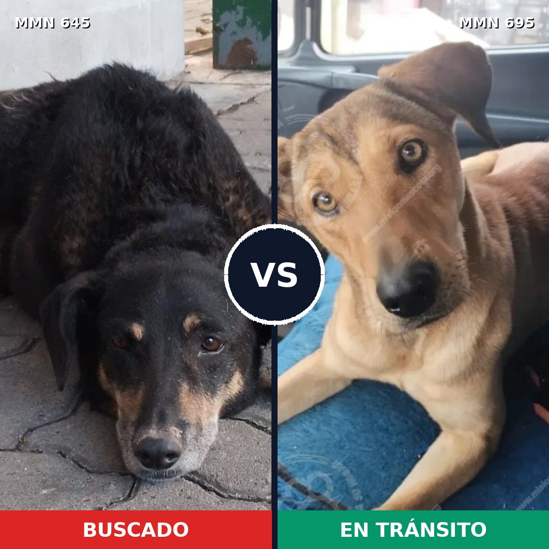 Comparativa MMS 9960: mascota perdida y mascota encontrada, 70% de similitud