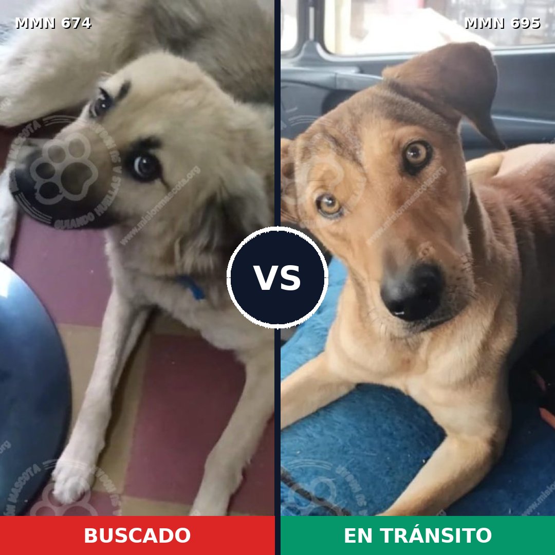 Comparativa MMS 9962: mascota perdida y mascota encontrada, 78% de similitud