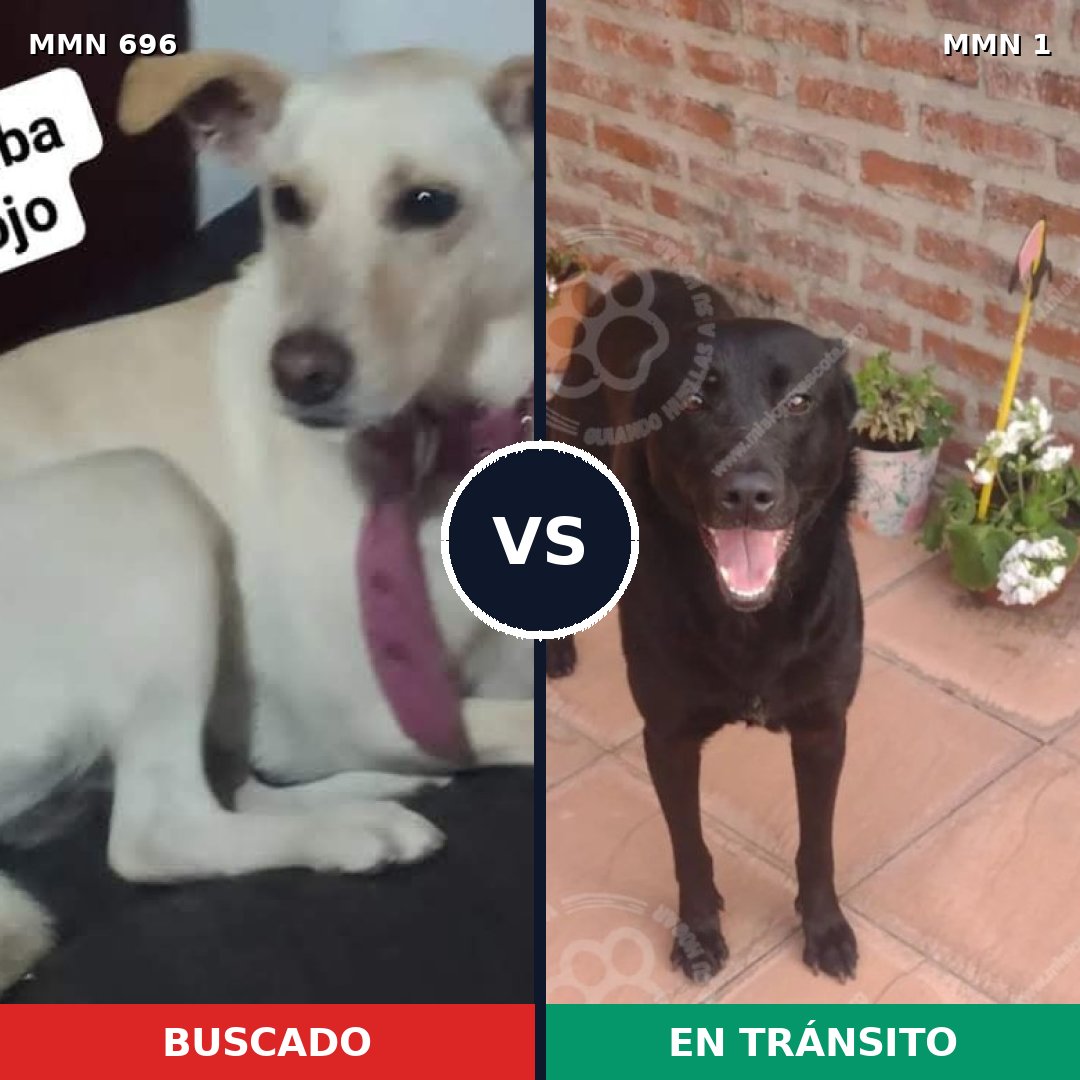 Comparativa MMS 9963: mascota perdida y mascota encontrada, 35% de similitud