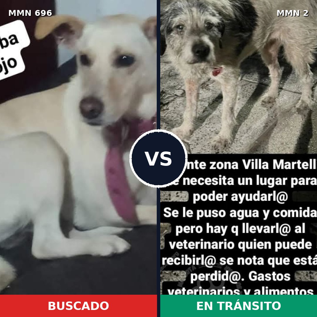 Comparativa MMS 9964: mascota perdida y mascota encontrada, 30% de similitud