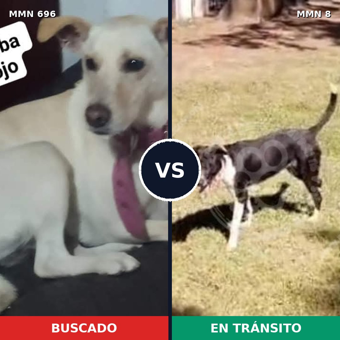 Comparativa MMS 9965: mascota perdida y mascota encontrada, 25% de similitud