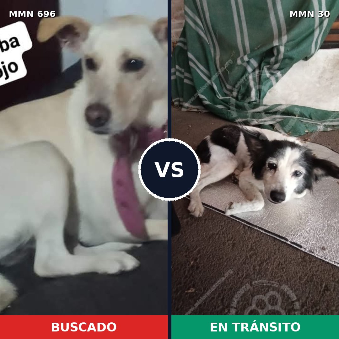 Comparativa MMS 9966: mascota perdida y mascota encontrada, 26% de similitud