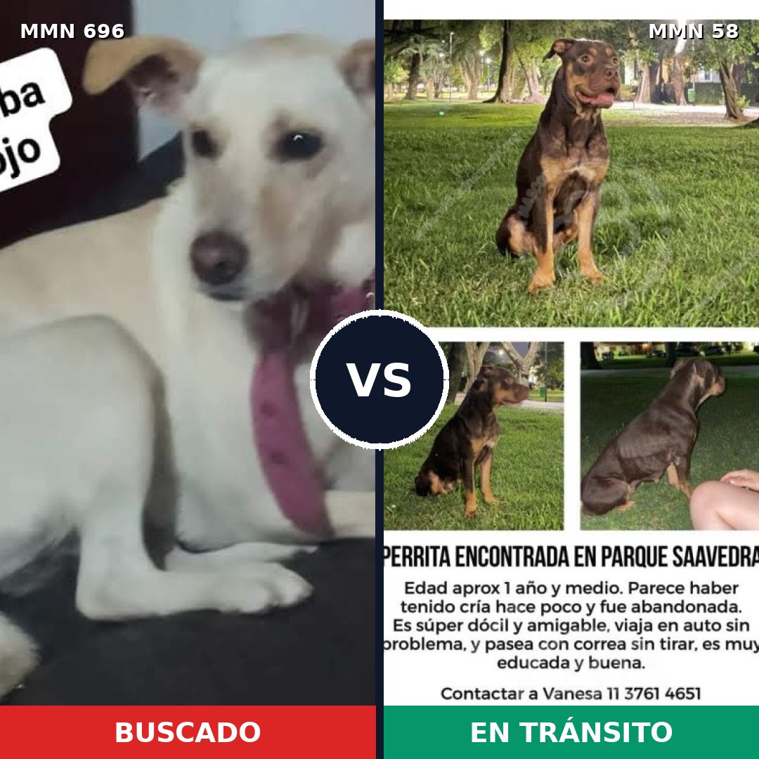 Comparativa MMS 9967: mascota perdida y mascota encontrada, 28% de similitud