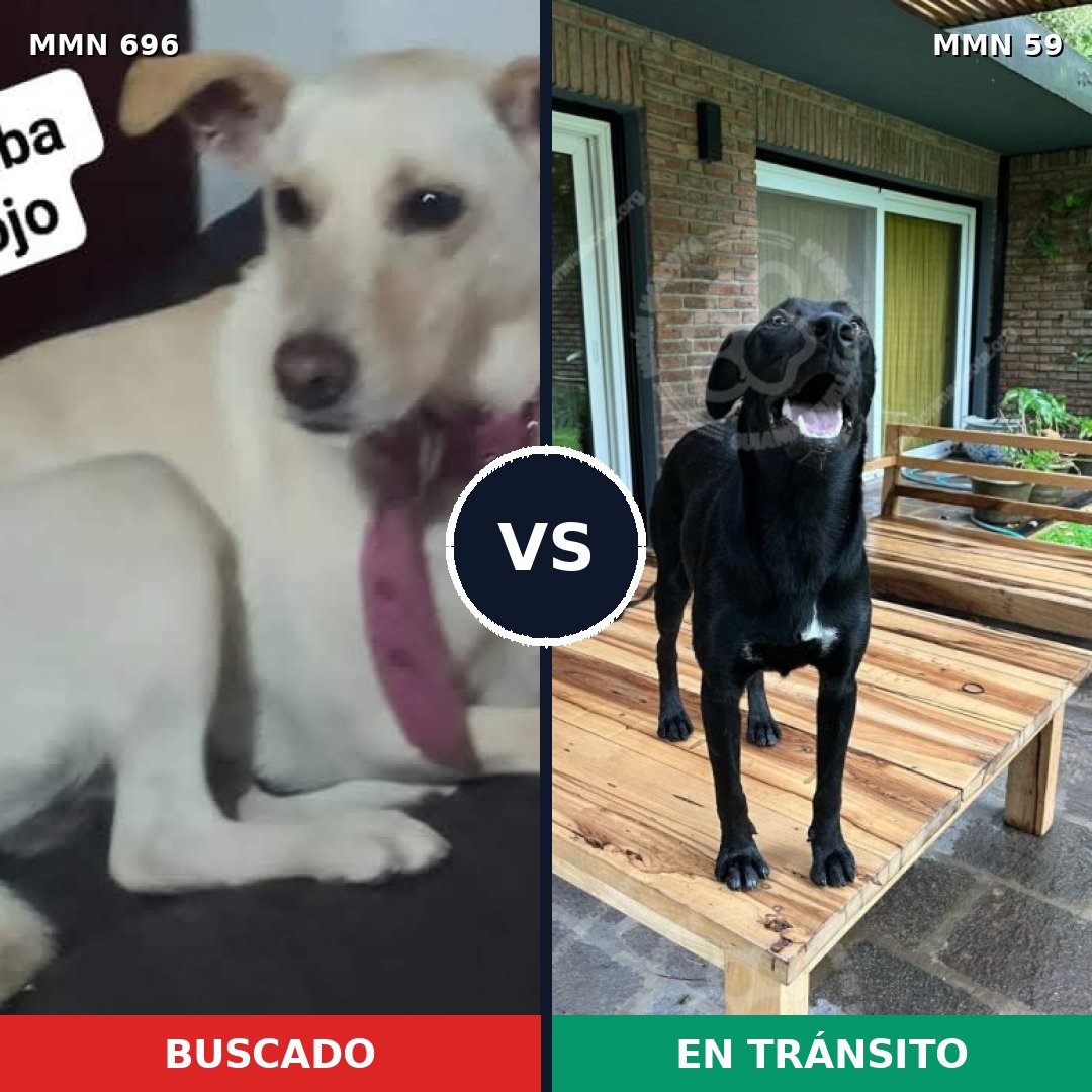 Comparativa MMS 9968: mascota perdida y mascota encontrada, 45% de similitud