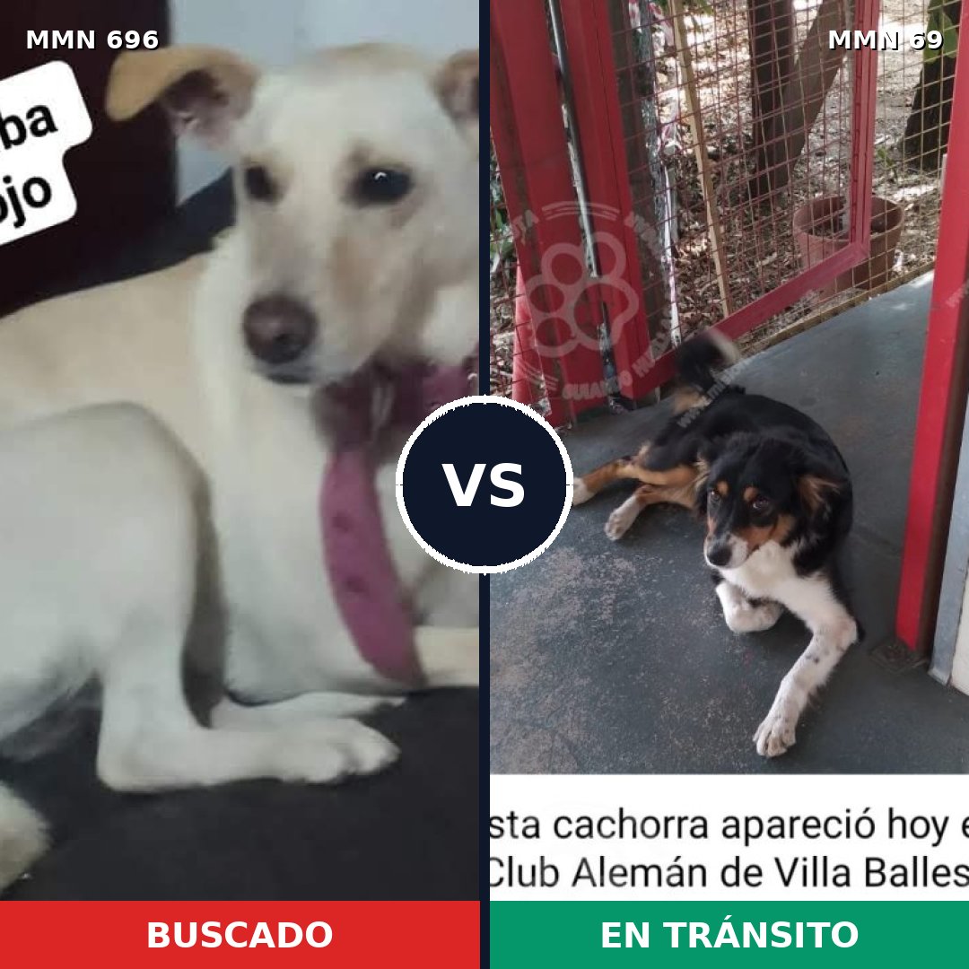 Comparativa MMS 9969: mascota perdida y mascota encontrada, 26% de similitud