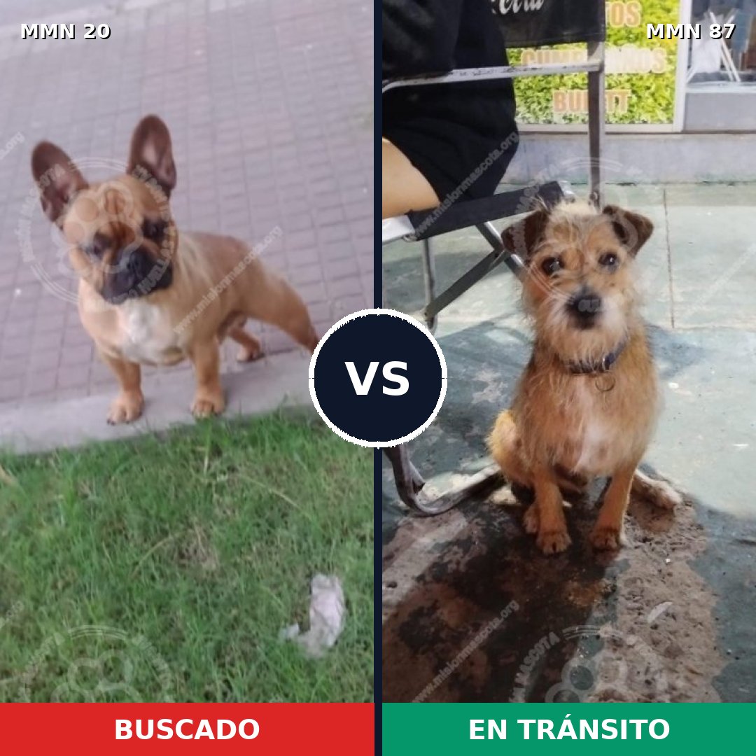 Comparativa MMS 997: mascota perdida y mascota encontrada, 35% de similitud