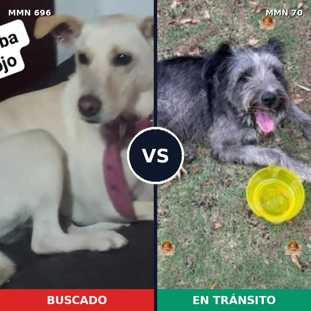 Comparativa MMS 9970: mascota perdida y mascota encontrada, 26% de similitud