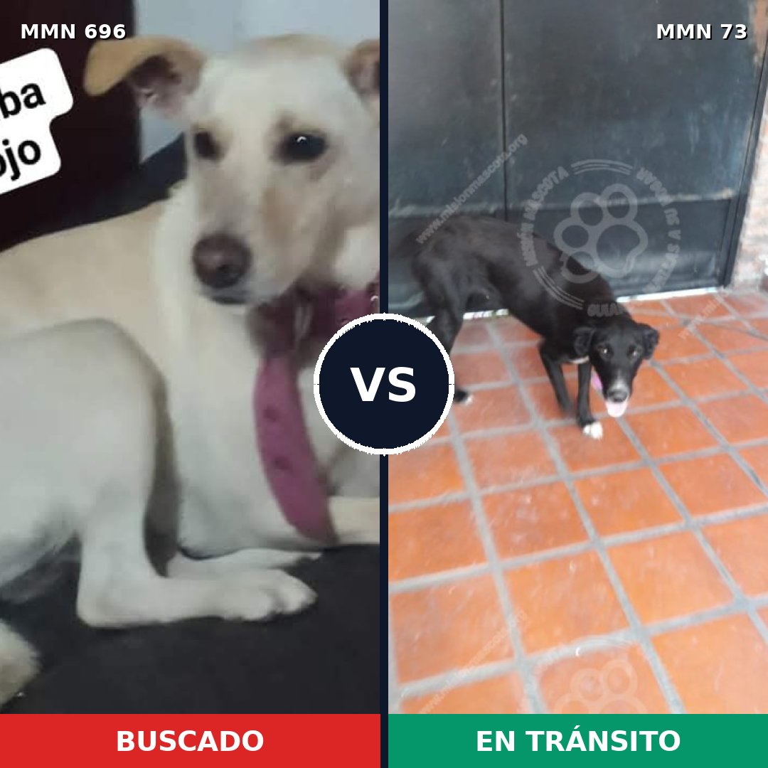 Comparativa MMS 9971: mascota perdida y mascota encontrada, 24% de similitud