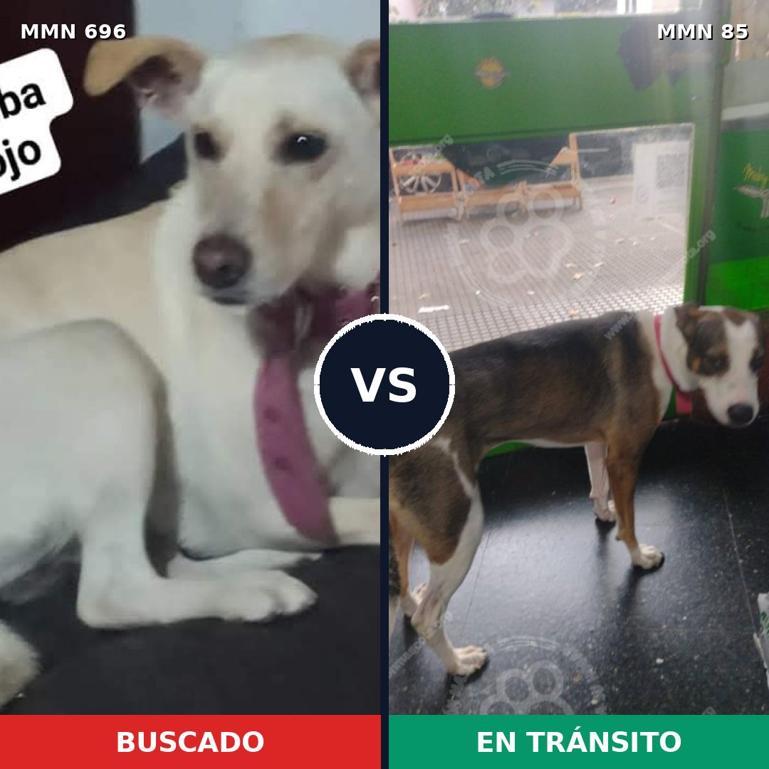 Comparativa MMS 9972: mascota perdida y mascota encontrada, 35% de similitud