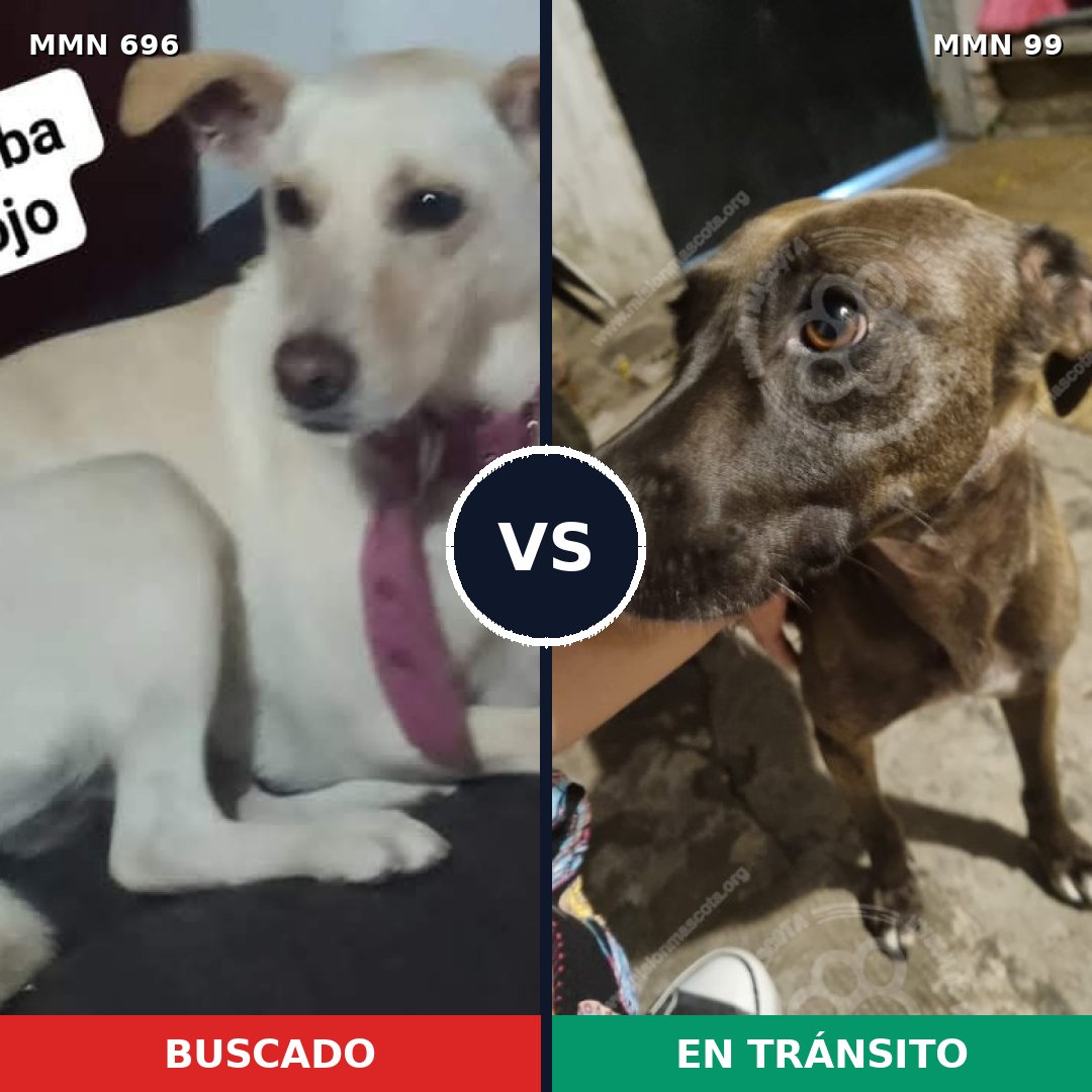 Comparativa MMS 9973: mascota perdida y mascota encontrada, 15% de similitud