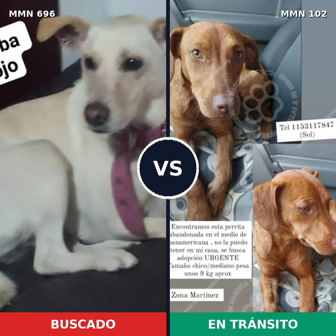 Comparativa MMS 9974: mascota perdida y mascota encontrada, 25% de similitud