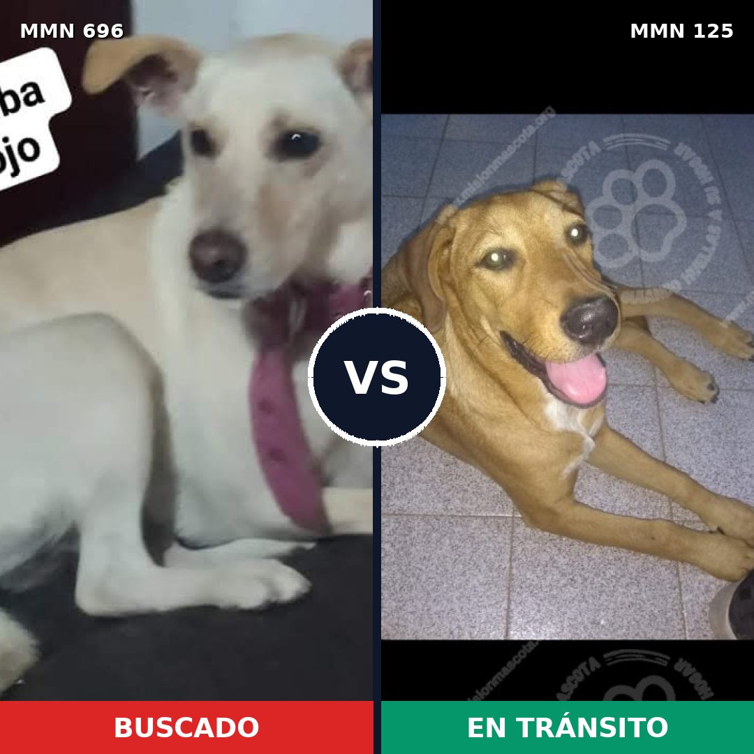 Comparativa MMS 9975: mascota perdida y mascota encontrada, 28% de similitud