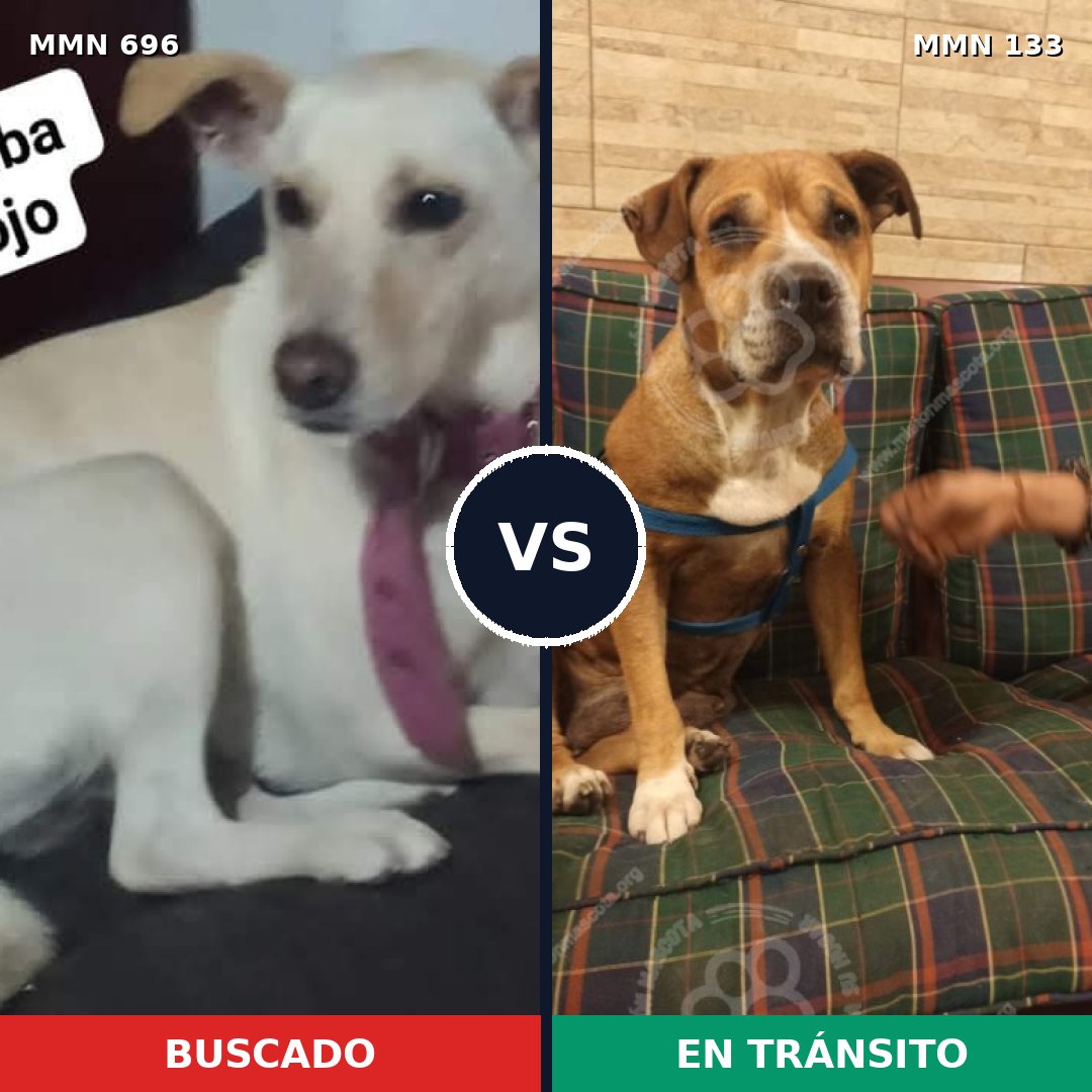 Comparativa MMS 9976: mascota perdida y mascota encontrada, 27% de similitud