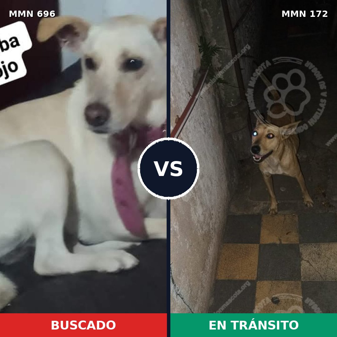 Comparativa MMS 9977: mascota perdida y mascota encontrada, 31% de similitud