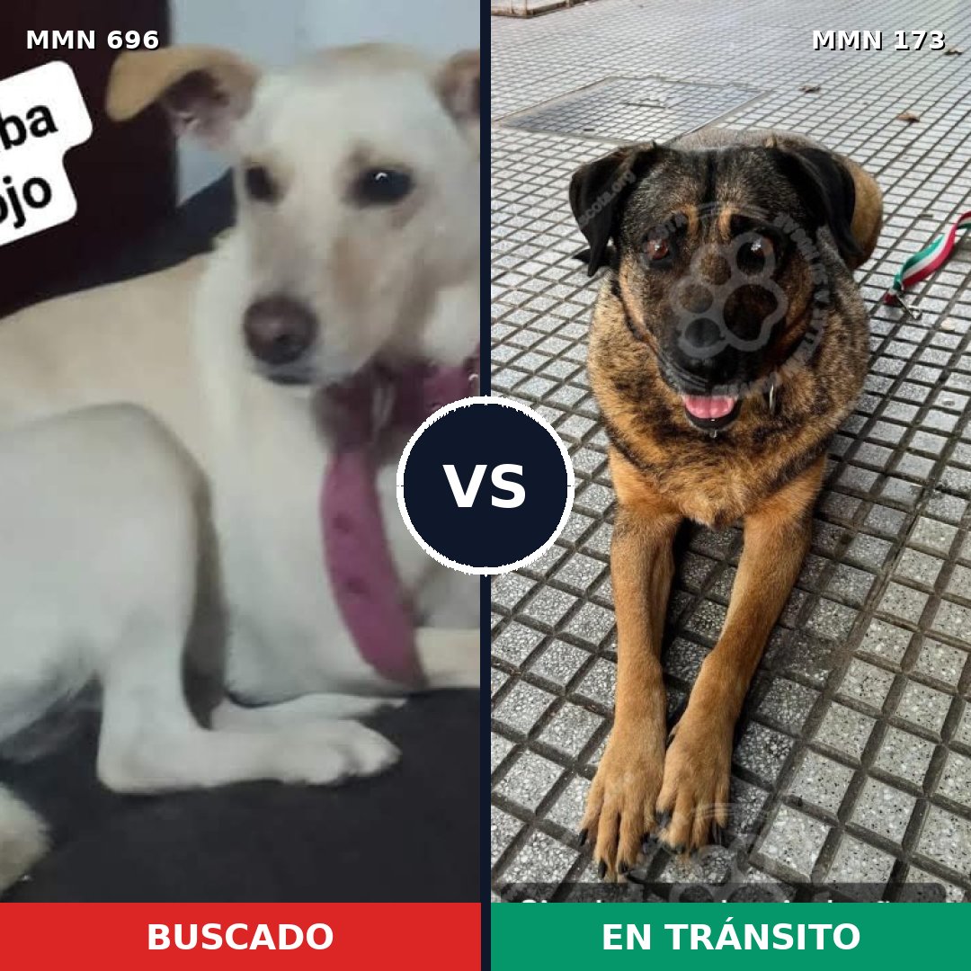 Comparativa MMS 9978: mascota perdida y mascota encontrada, 37% de similitud