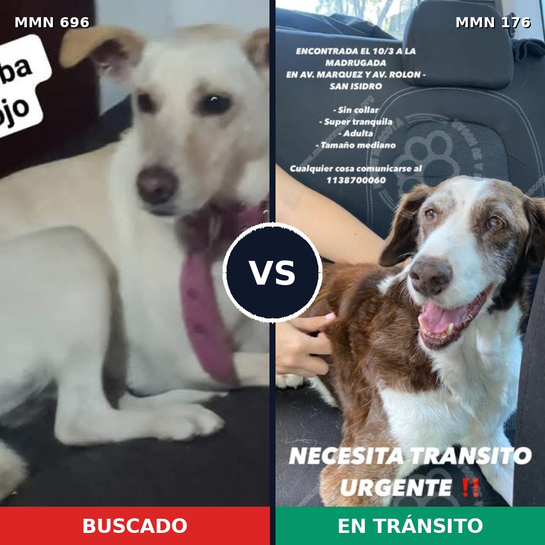 Comparativa MMS 9979: mascota perdida y mascota encontrada, 27% de similitud