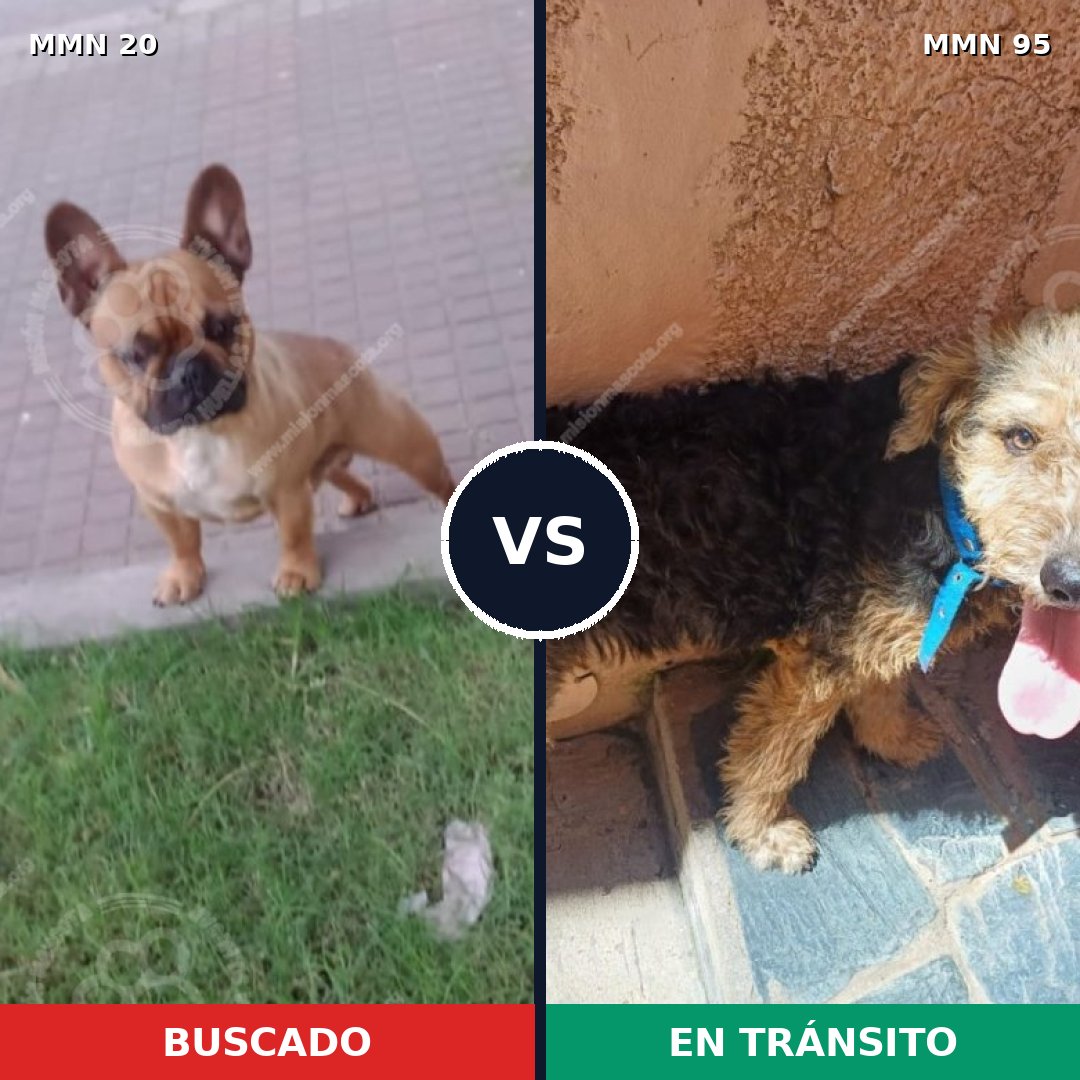 Comparativa MMS 998: mascota perdida y mascota encontrada, 37% de similitud
