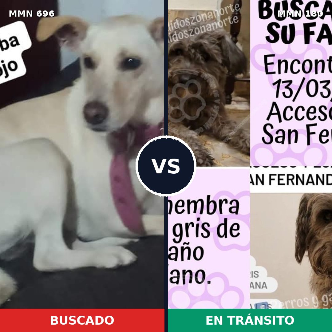 Comparativa MMS 9980: mascota perdida y mascota encontrada, 26% de similitud