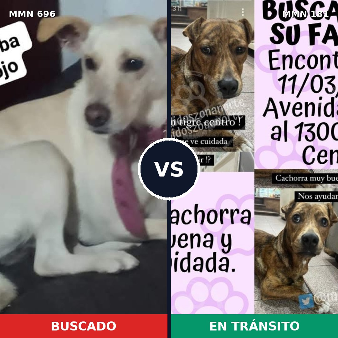 Comparativa MMS 9981: mascota perdida y mascota encontrada, 31% de similitud