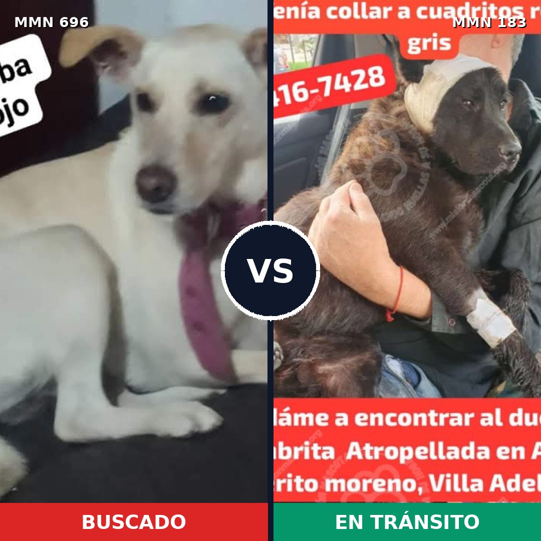 Comparativa MMS 9982: mascota perdida y mascota encontrada, 37% de similitud