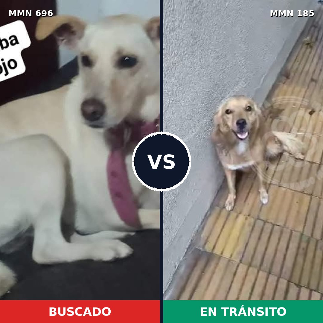 Comparativa MMS 9983: mascota perdida y mascota encontrada, 33% de similitud
