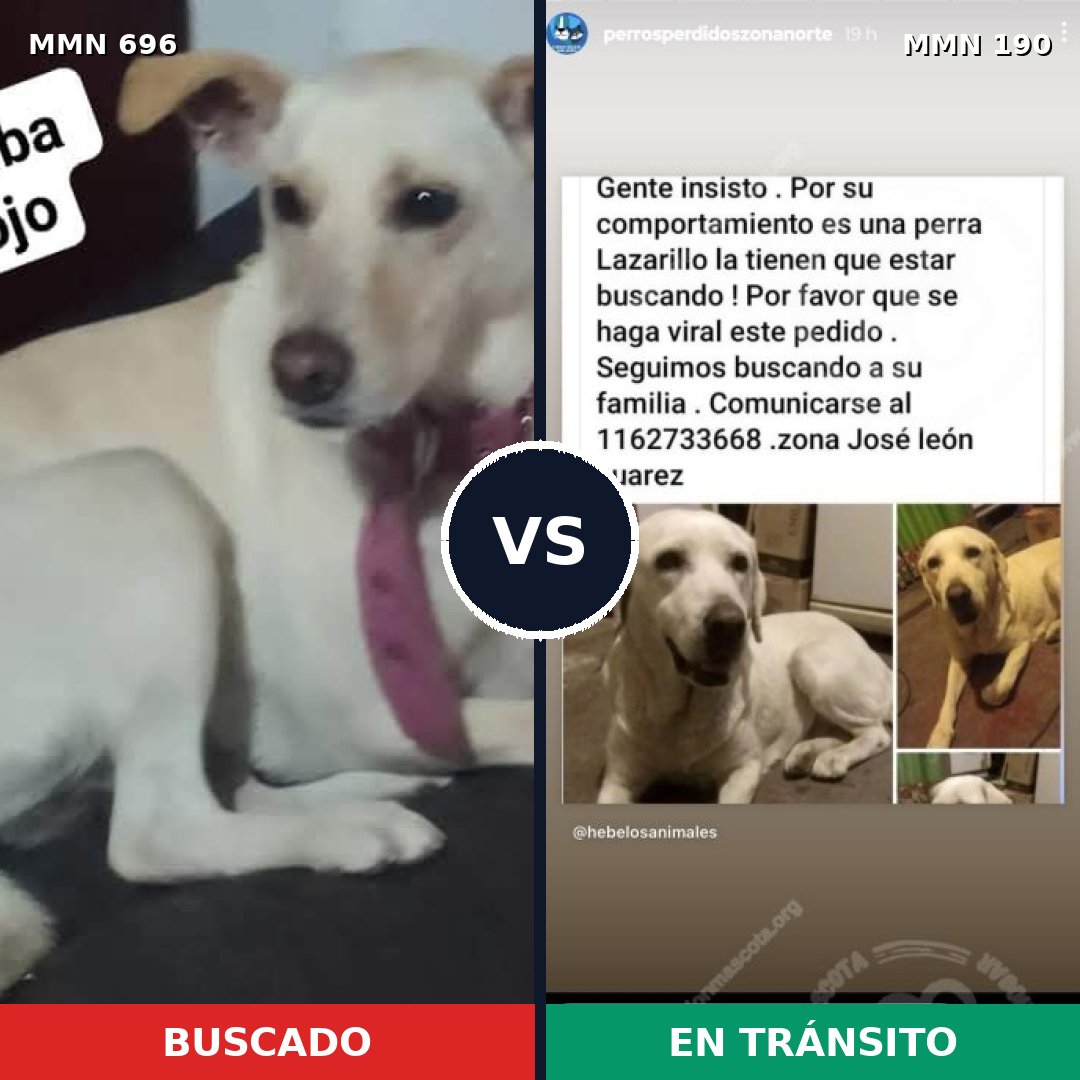 Comparativa MMS 9985: mascota perdida y mascota encontrada, 63% de similitud