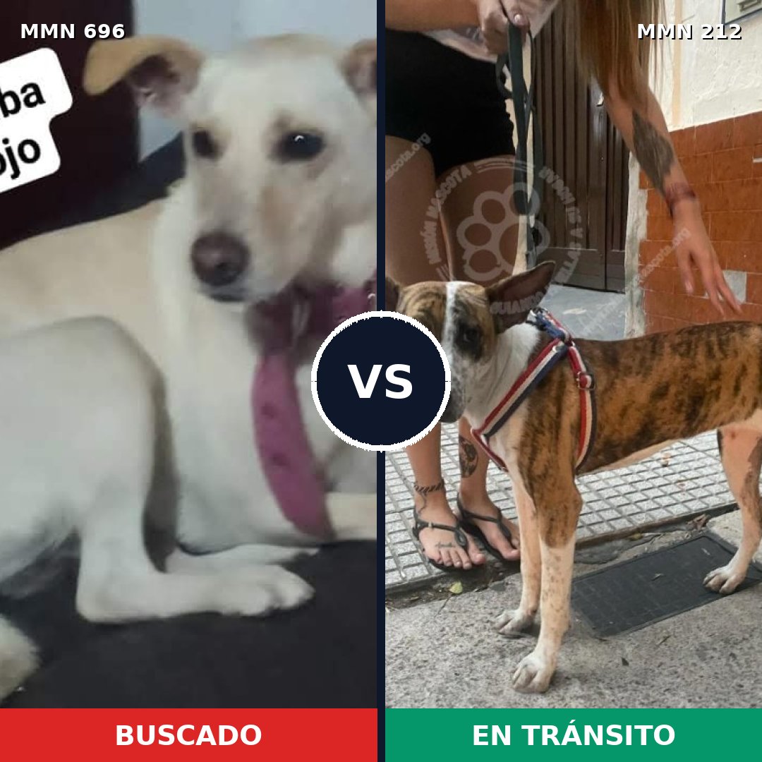 Comparativa MMS 9986: mascota perdida y mascota encontrada, 28% de similitud
