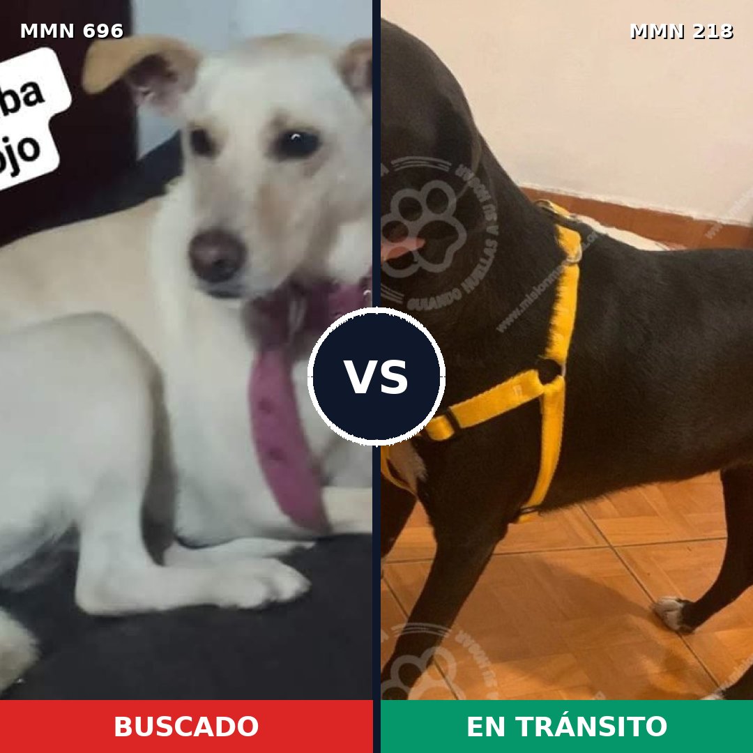 Comparativa MMS 9987: mascota perdida y mascota encontrada, 25% de similitud