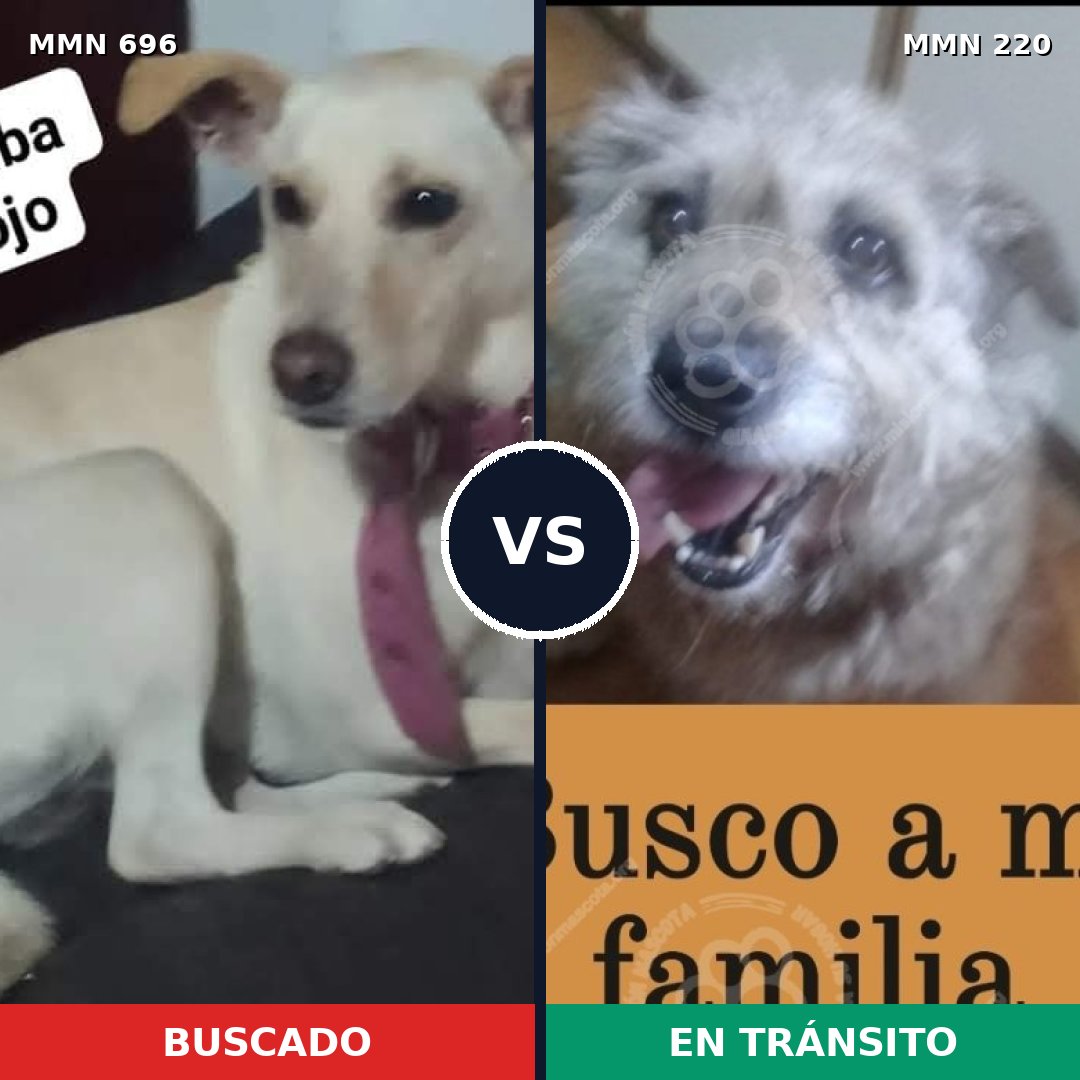 Comparativa MMS 9988: mascota perdida y mascota encontrada, 31% de similitud